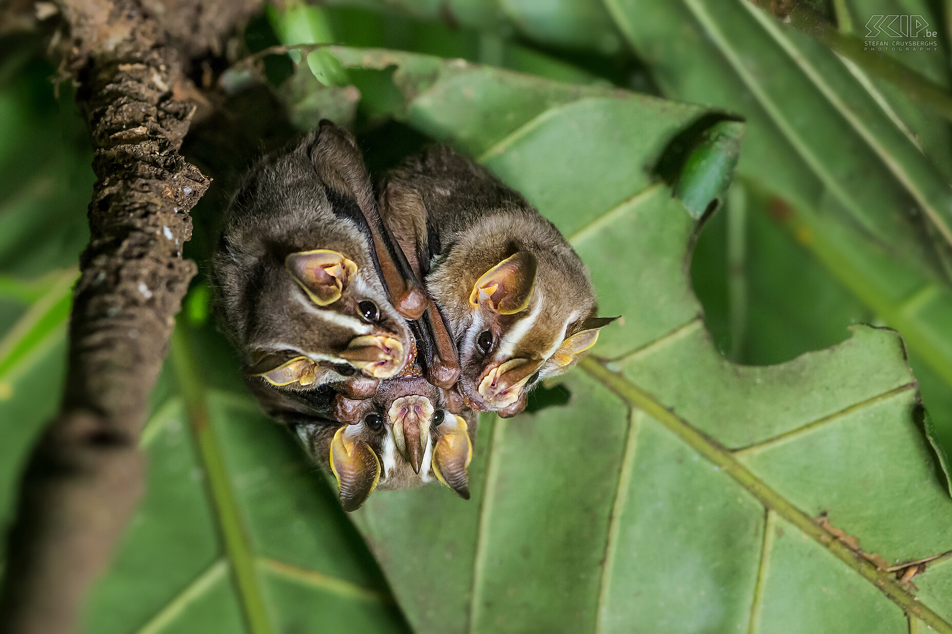 La Selva - Prieelvleermuizen De prieelvleermuizen (tent-making bat) is een middelgrote vleermuis die voorkomt in laagland bossen in Costa Rica. Hun kop wordt gekenmerkt door een vlezige brede neus en vier witte strepen. Ze hebben een boeiend en merkwaardig gedrag; ze bijten de hoofdnerf van een groot blad door zodat de helft omgevouwen wordt en een soort tent creëert die beschutting biedt tegen zon, wind en tropische regens. Ze slapen overdag en 's nachts ze eten fruit en soms insecten, bloemen en nectar. <br />
 <br />
Ik wilde deze nachtdieren niet te veel verstoren, dus gebruikte ik mijn flits niet. Ik verhoogde de ISO en gebruikt een kleine LED-licht om wat bij te lichten. Stefan Cruysberghs